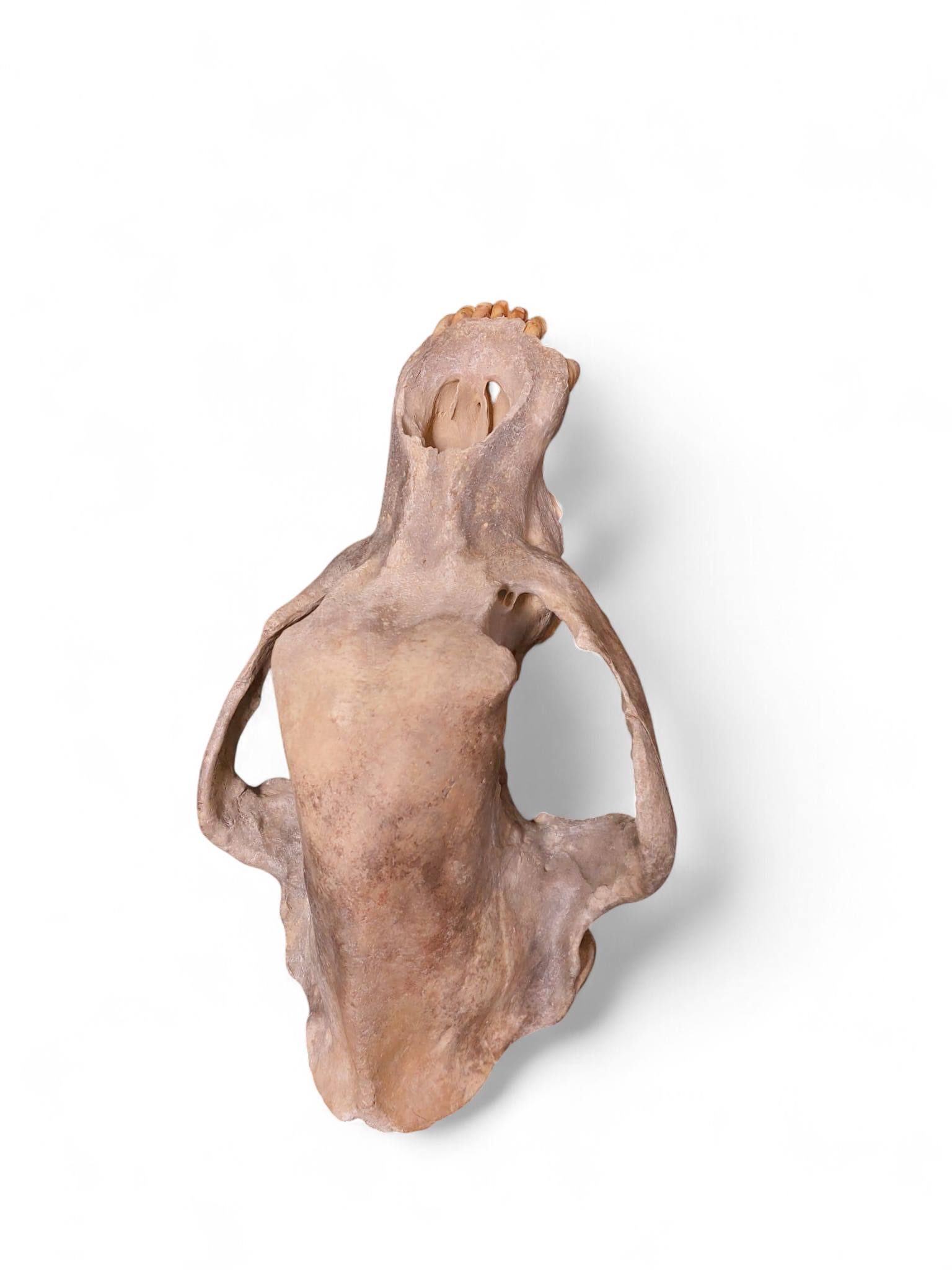 Ursus spelaeus - Cave Bear Skull - authentic fossil specimen, natural history by Fossils NH