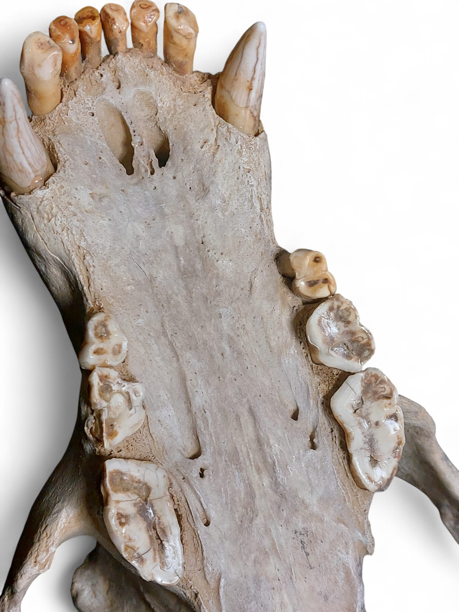 Ursus spelaeus - Cave Bear Skull - authentic fossil specimen, natural history by Fossils NH