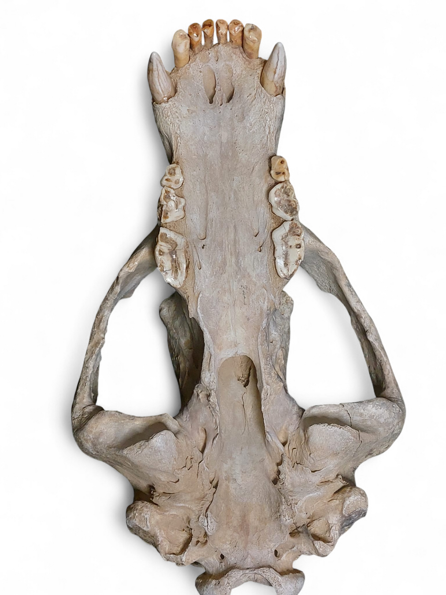 Ursus spelaeus - Cave Bear Skull - authentic fossil specimen, natural history by Fossils NH