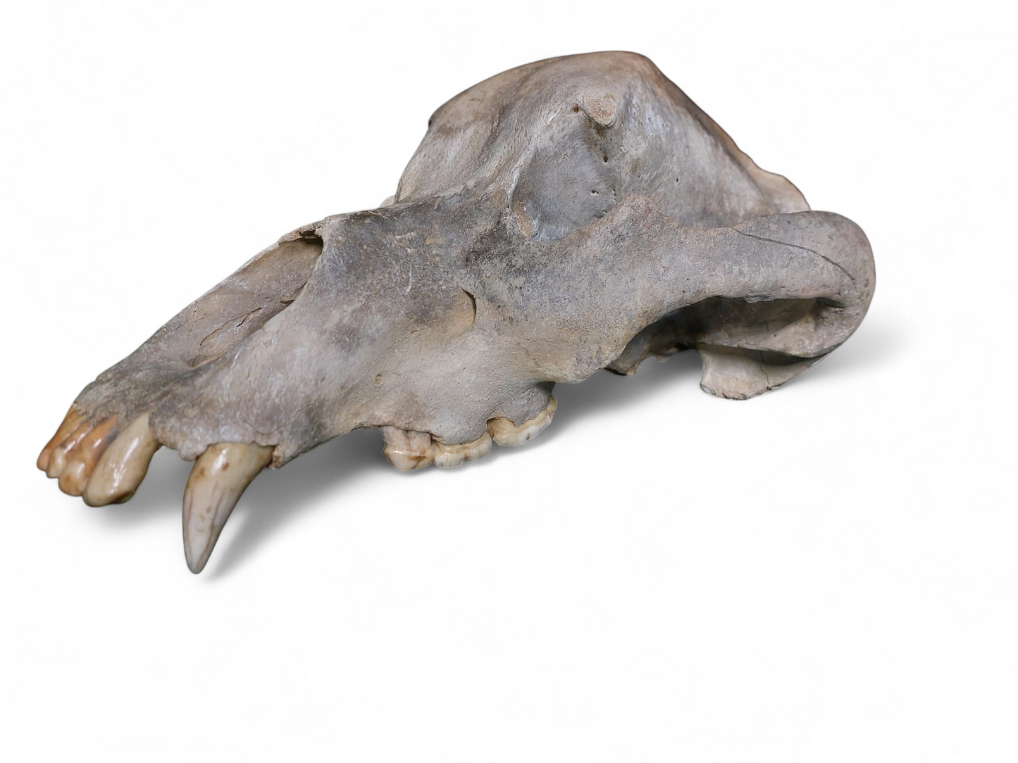 Ursus spelaeus - Cave Bear Skull - authentic fossil specimen, natural history by Fossils NH