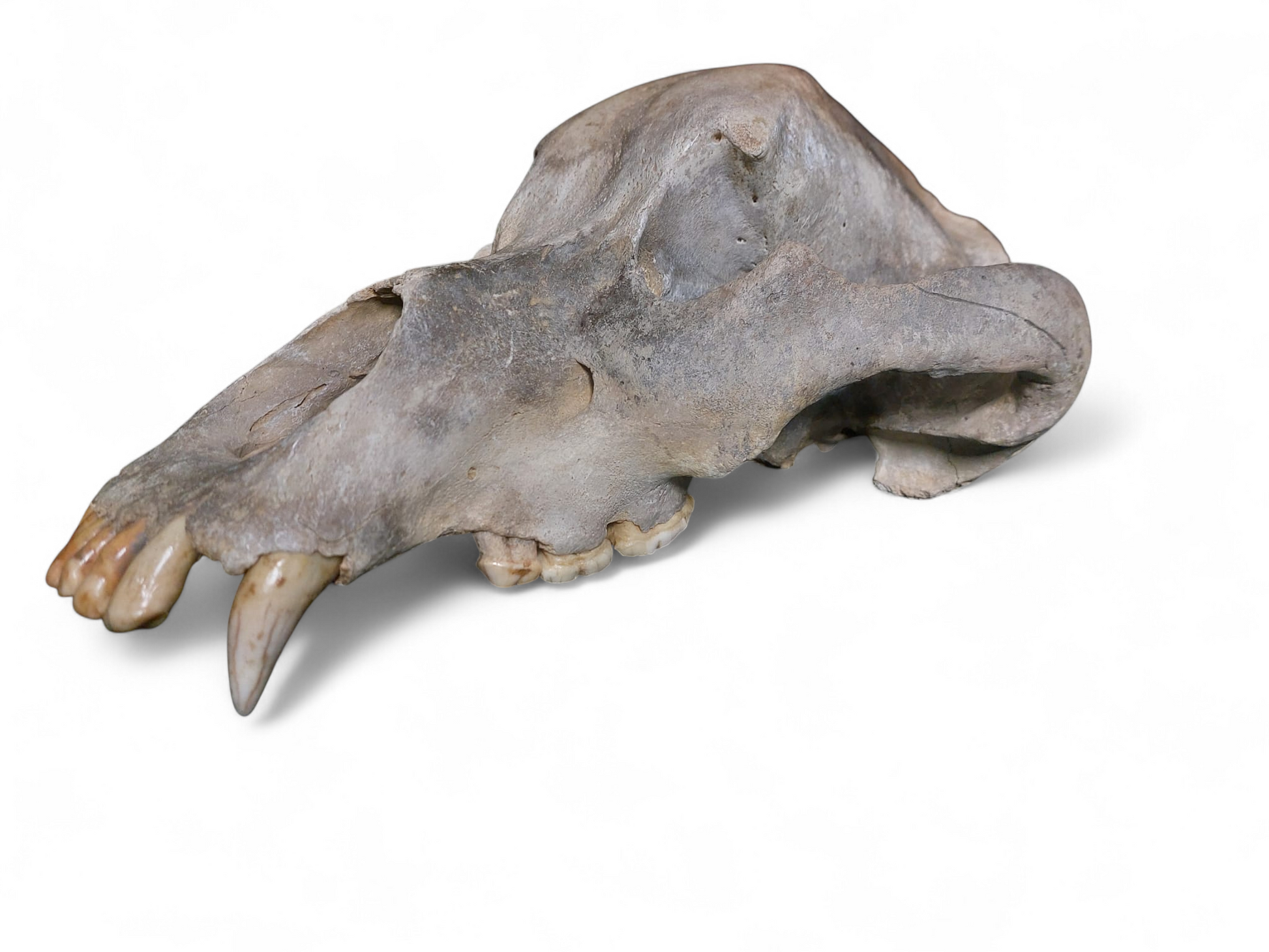 Ursus spelaeus - Cave Bear Skull - authentic fossil specimen, natural history by Fossils NH