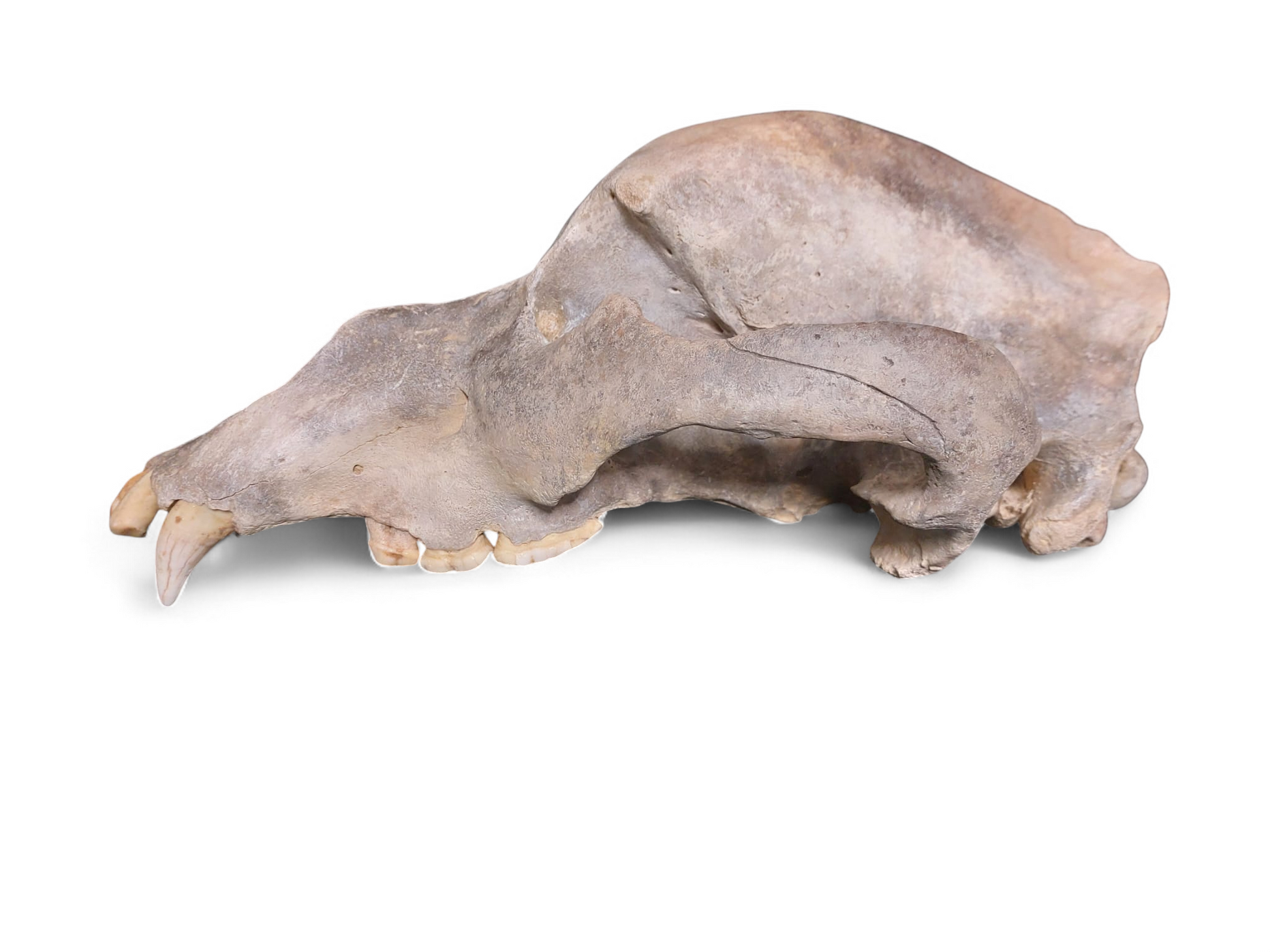 Ursus spelaeus - Cave Bear Skull - authentic fossil specimen, natural history by Fossils NH