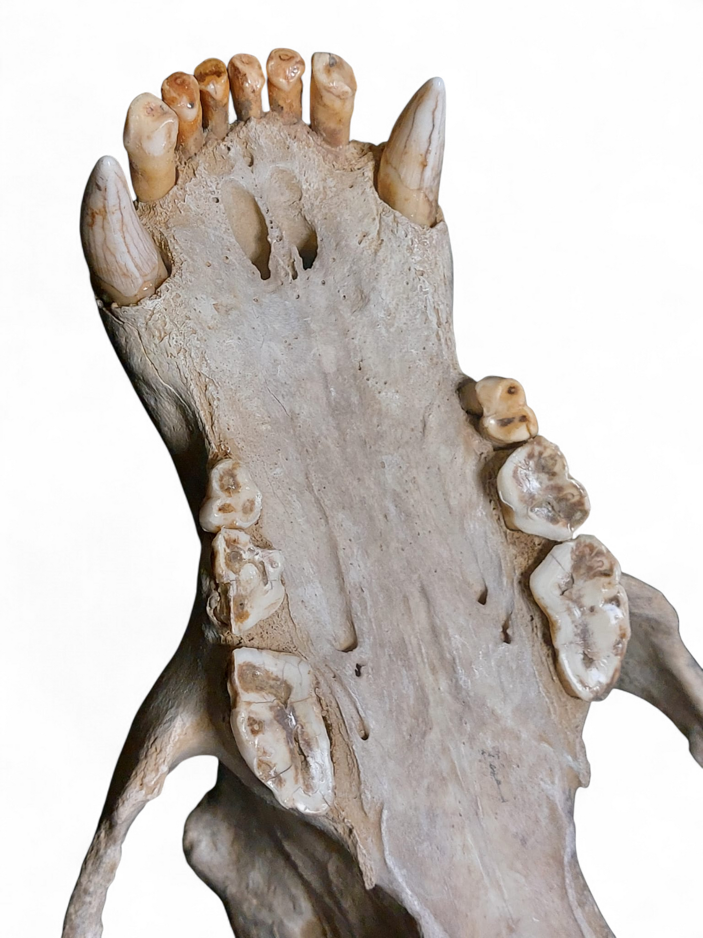 Ursus spelaeus - Cave Bear Skull - authentic fossil specimen, natural history by Fossils NH