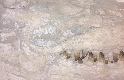 Prognathodon currii – Mosasaur Skull - authentic fossil specimen, natural history by Fossils NH