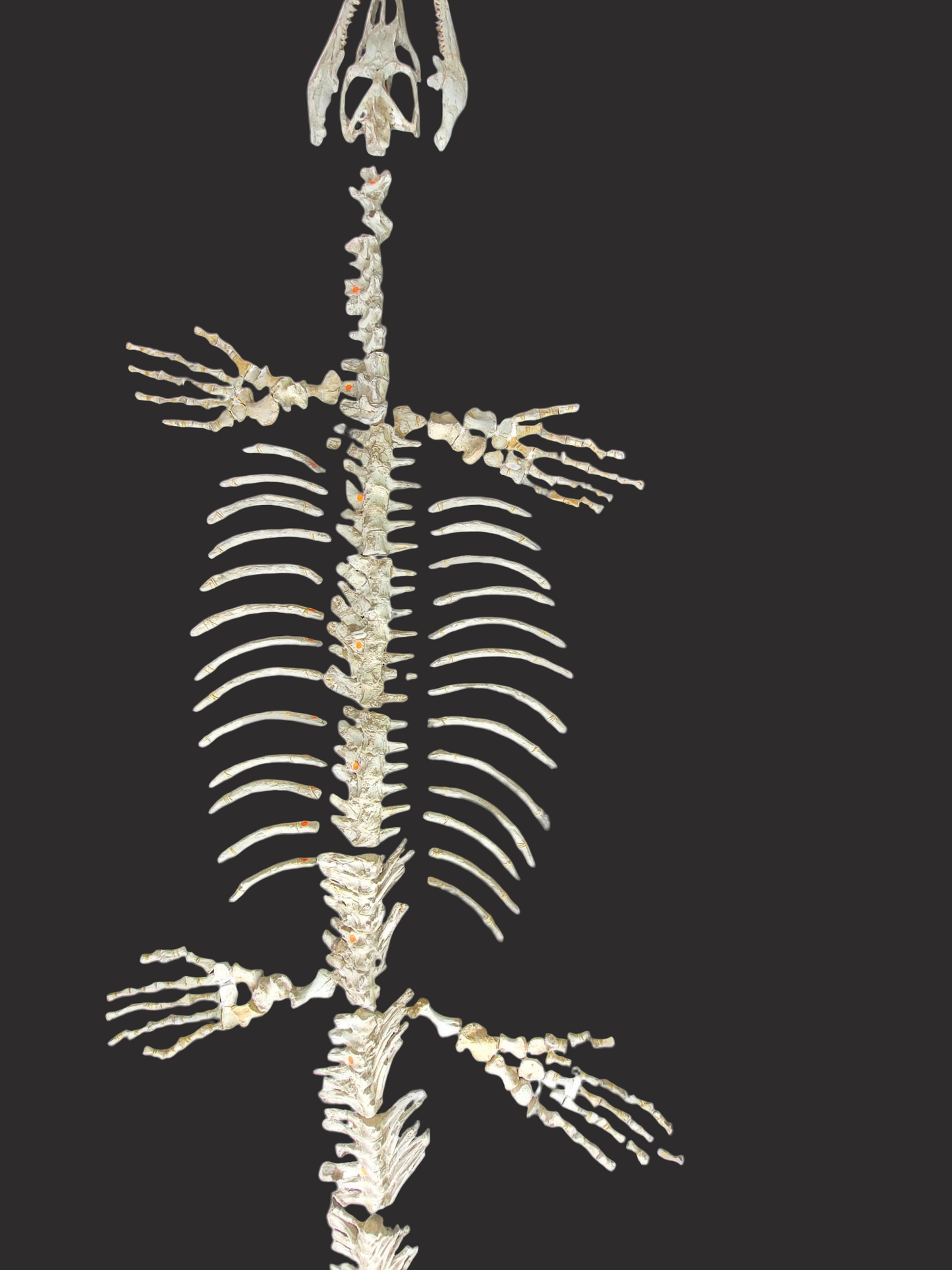 Halisaurus arambourgi - 3 Meter Marine Predator - authentic fossil specimen, natural history by Fossils NH