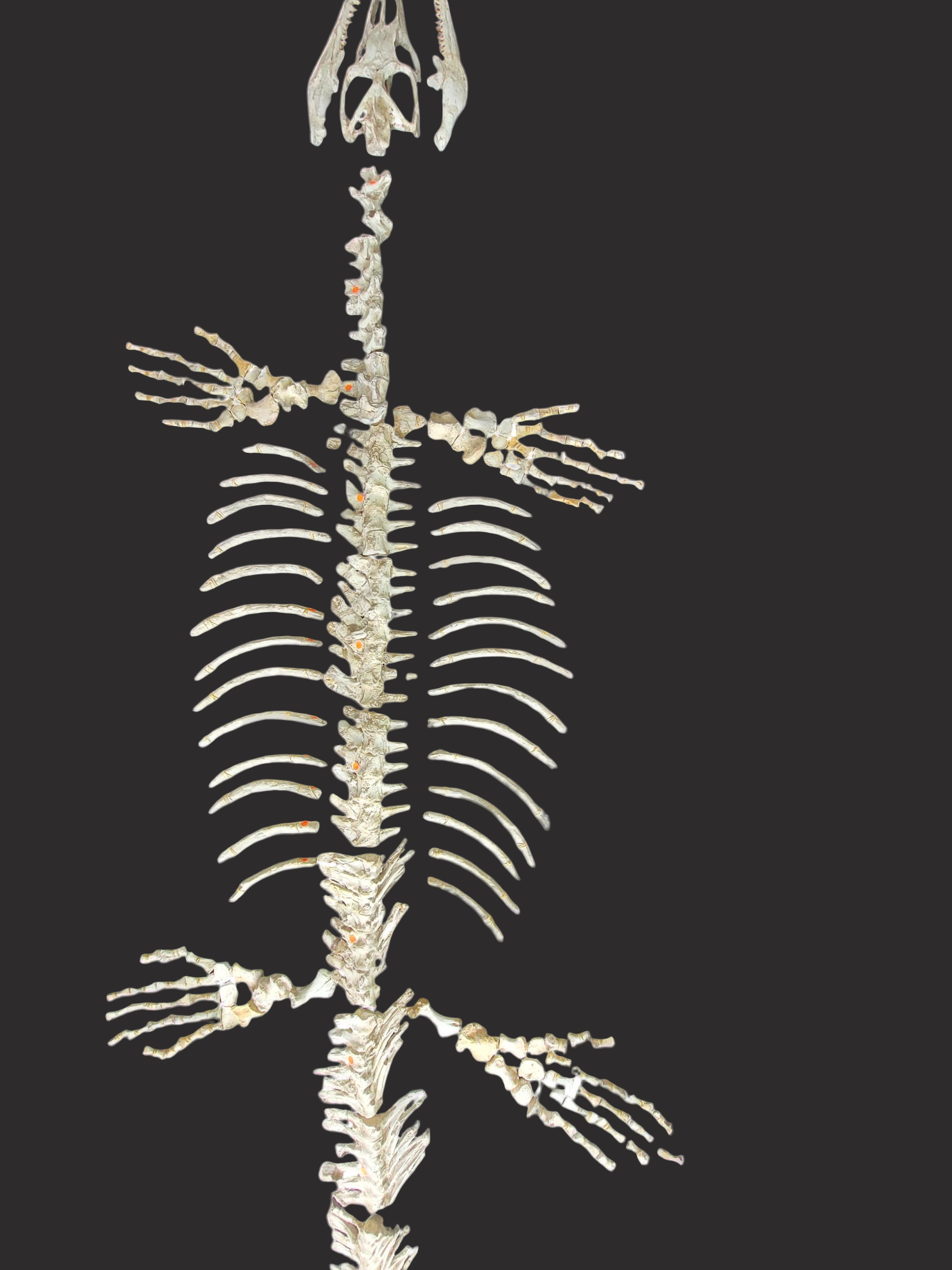 Halisaurus arambourgi - 3 Meter Marine Predator - authentic fossil specimen, natural history by Fossils NH