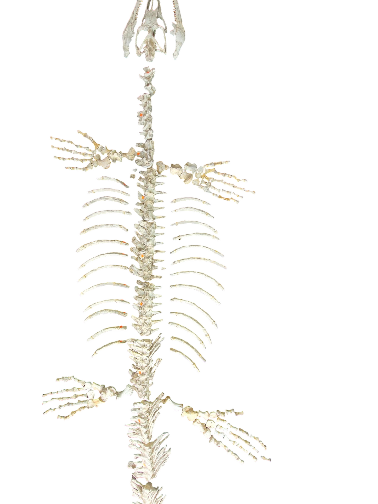 Halisaurus arambourgi - 3 Meter Marine Predator - authentic fossil specimen, natural history by Fossils NH