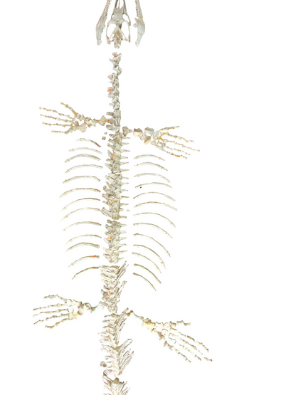 Halisaurus arambourgi - 3 Meter Marine Predator - authentic fossil specimen, natural history by Fossils NH