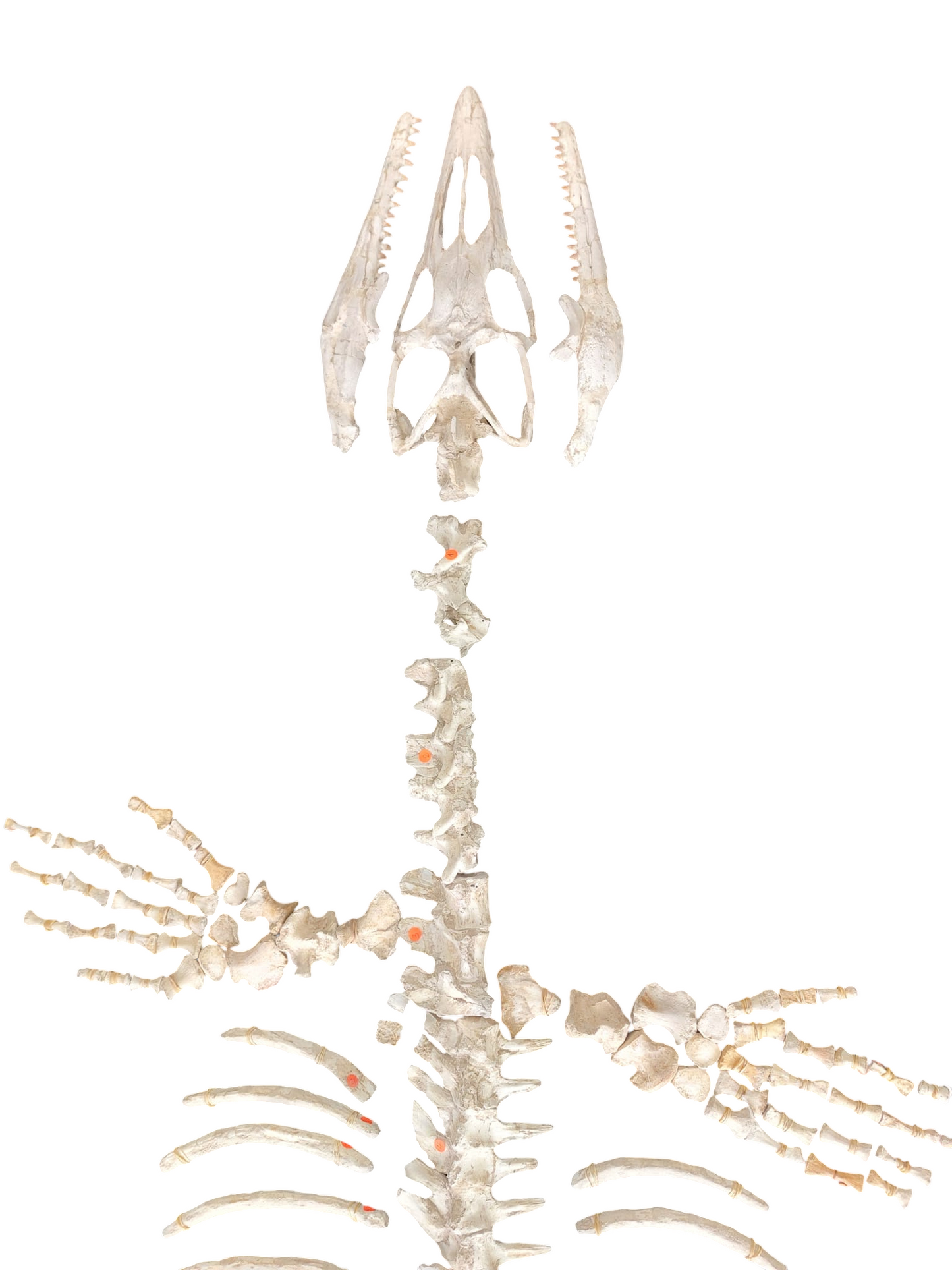 Halisaurus arambourgi - 3 Meter Marine Predator - authentic fossil specimen, natural history by Fossils NH