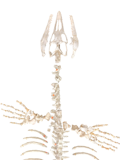 Halisaurus arambourgi - 3 Meter Marine Predator - authentic fossil specimen, natural history by Fossils NH