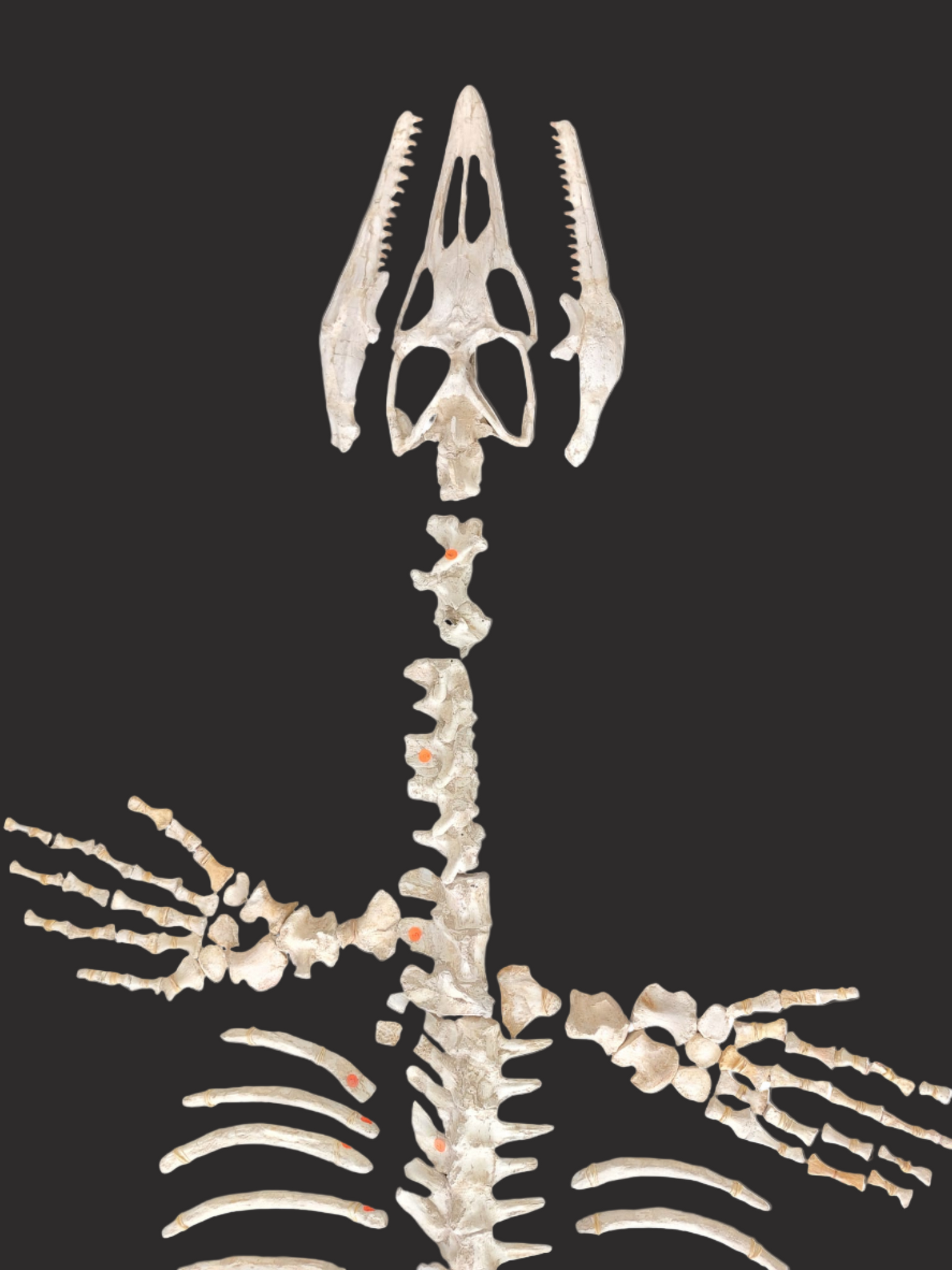 Halisaurus arambourgi - 3 Meter Marine Predator - authentic fossil specimen, natural history by Fossils NH