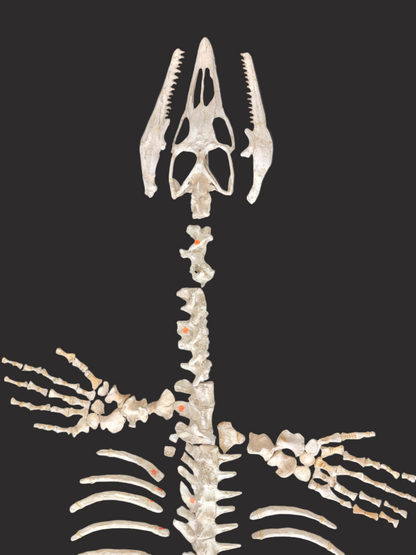 Halisaurus arambourgi - 3 Meter Marine Predator - authentic fossil specimen, natural history by Fossils NH