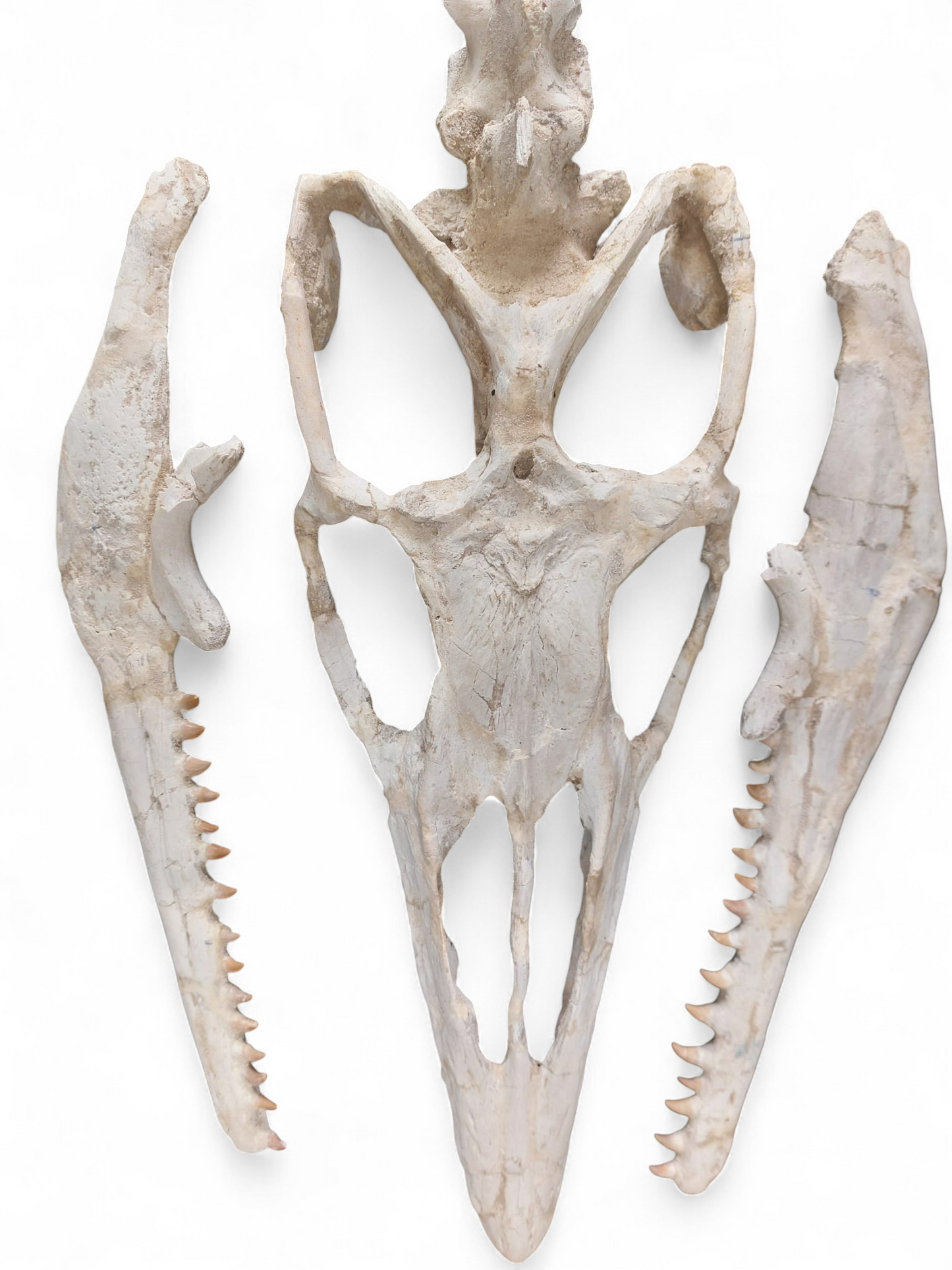 Halisaurus arambourgi - 3 Meter Marine Predator - authentic fossil specimen, natural history by Fossils NH