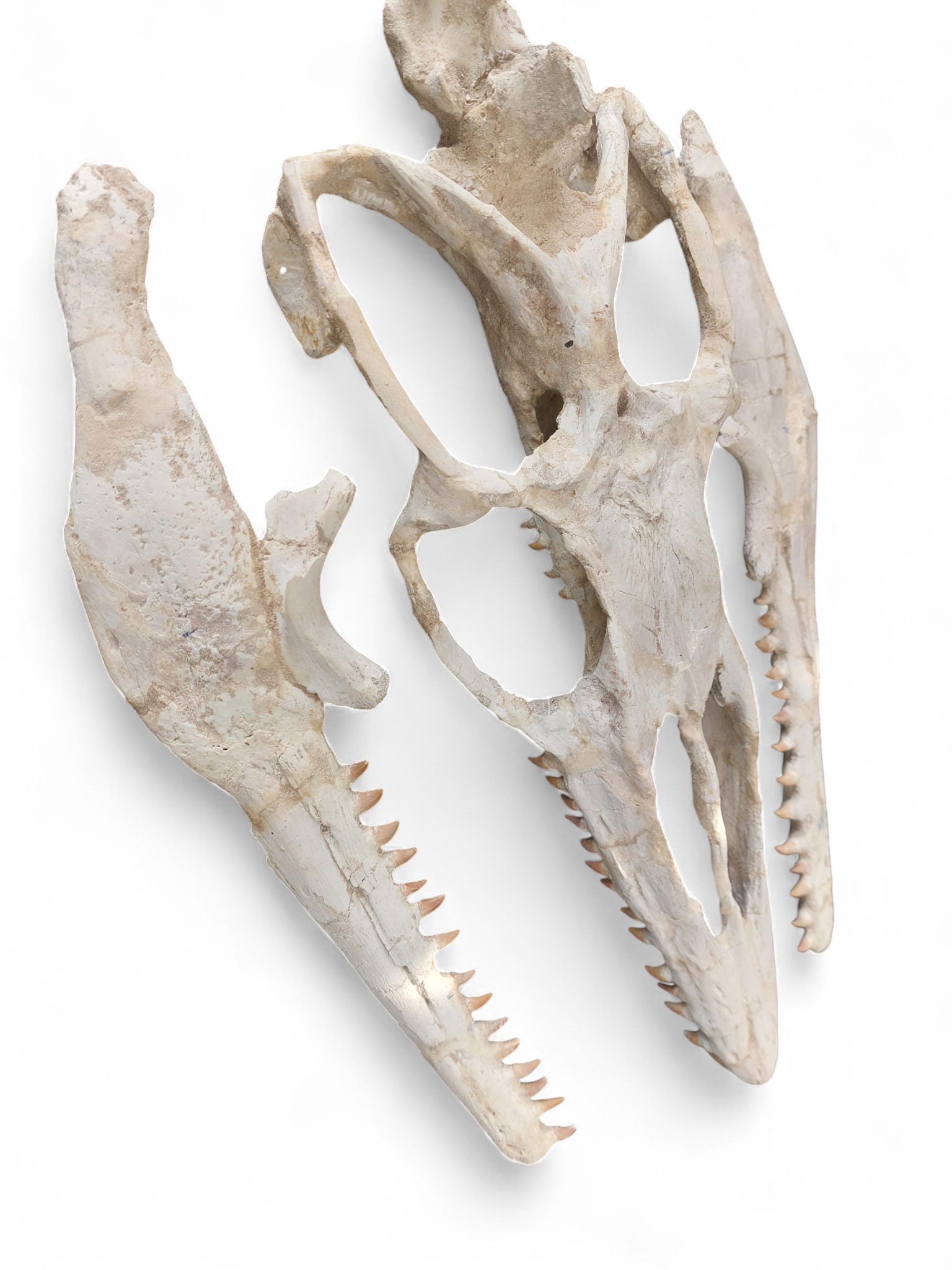 Halisaurus arambourgi - 3 Meter Marine Predator - authentic fossil specimen, natural history by Fossils NH