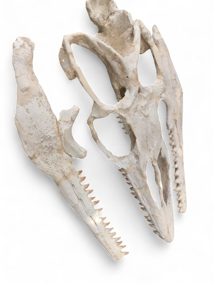 Halisaurus arambourgi - 3 Meter Marine Predator - authentic fossil specimen, natural history by Fossils NH