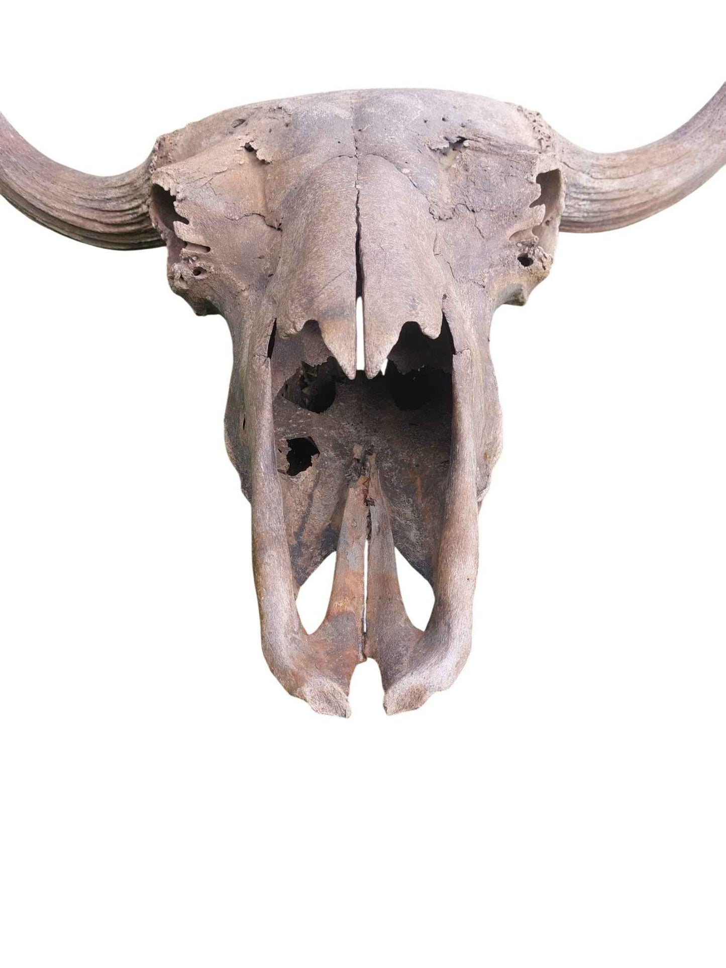 Steppe Bison Skull - authentic fossil specimen, natural history by Fossils NH