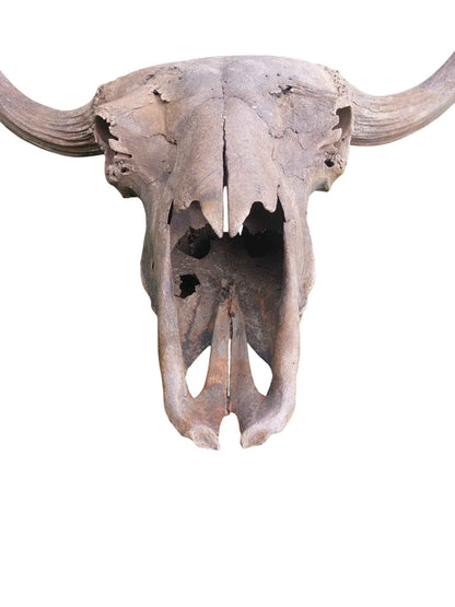 Steppe Bison Skull - authentic fossil specimen, natural history by Fossils NH