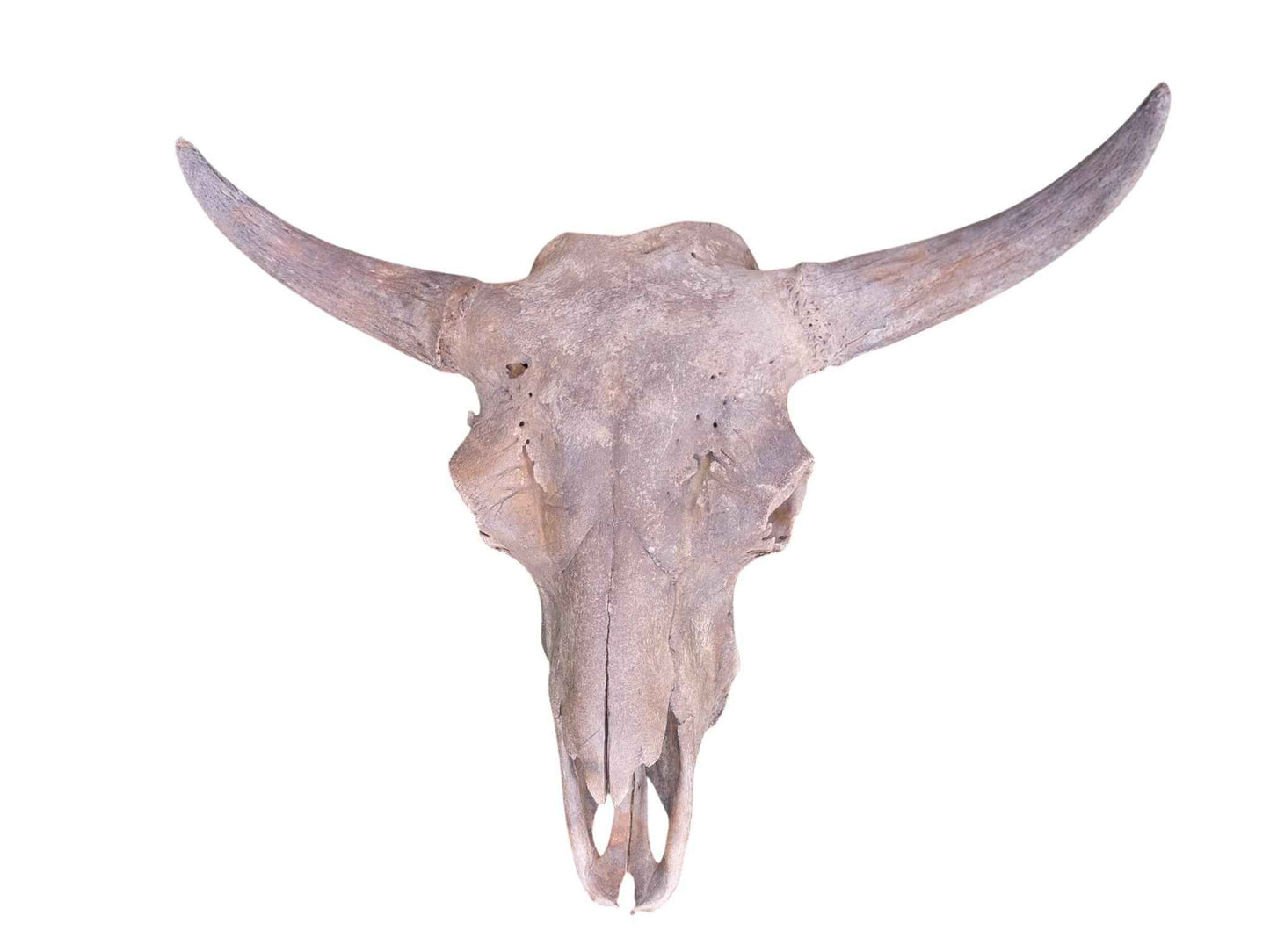 Steppe Bison Skull - authentic fossil specimen, natural history by Fossils NH