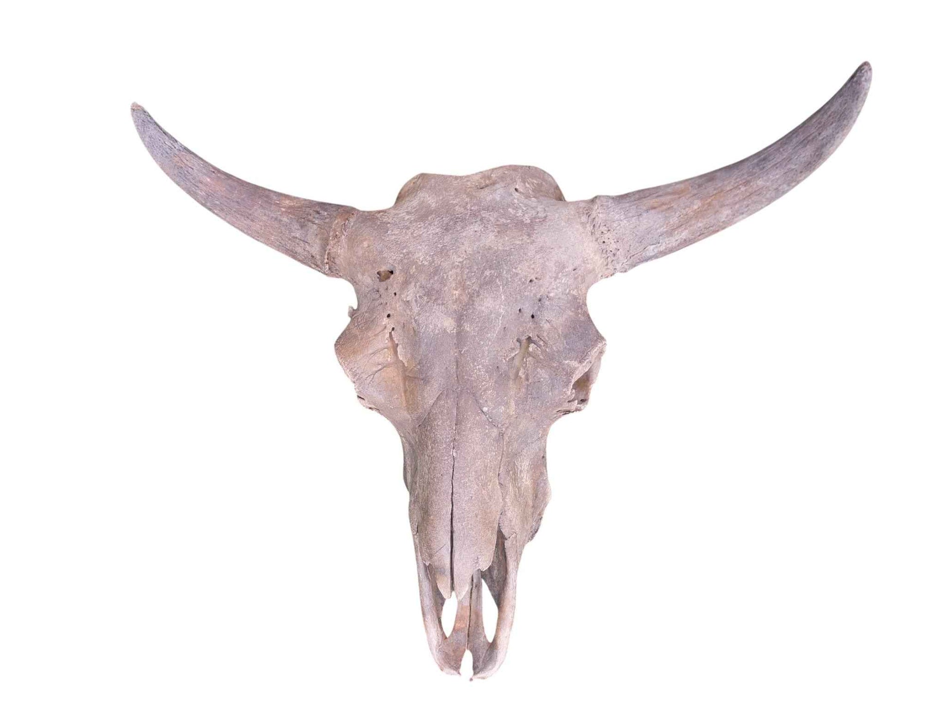 Steppe Bison Skull - authentic fossil specimen, natural history by Fossils NH