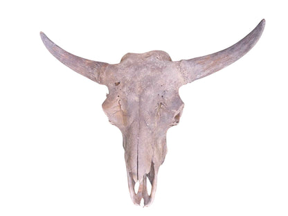 Steppe Bison Skull - authentic fossil specimen, natural history by Fossils NH