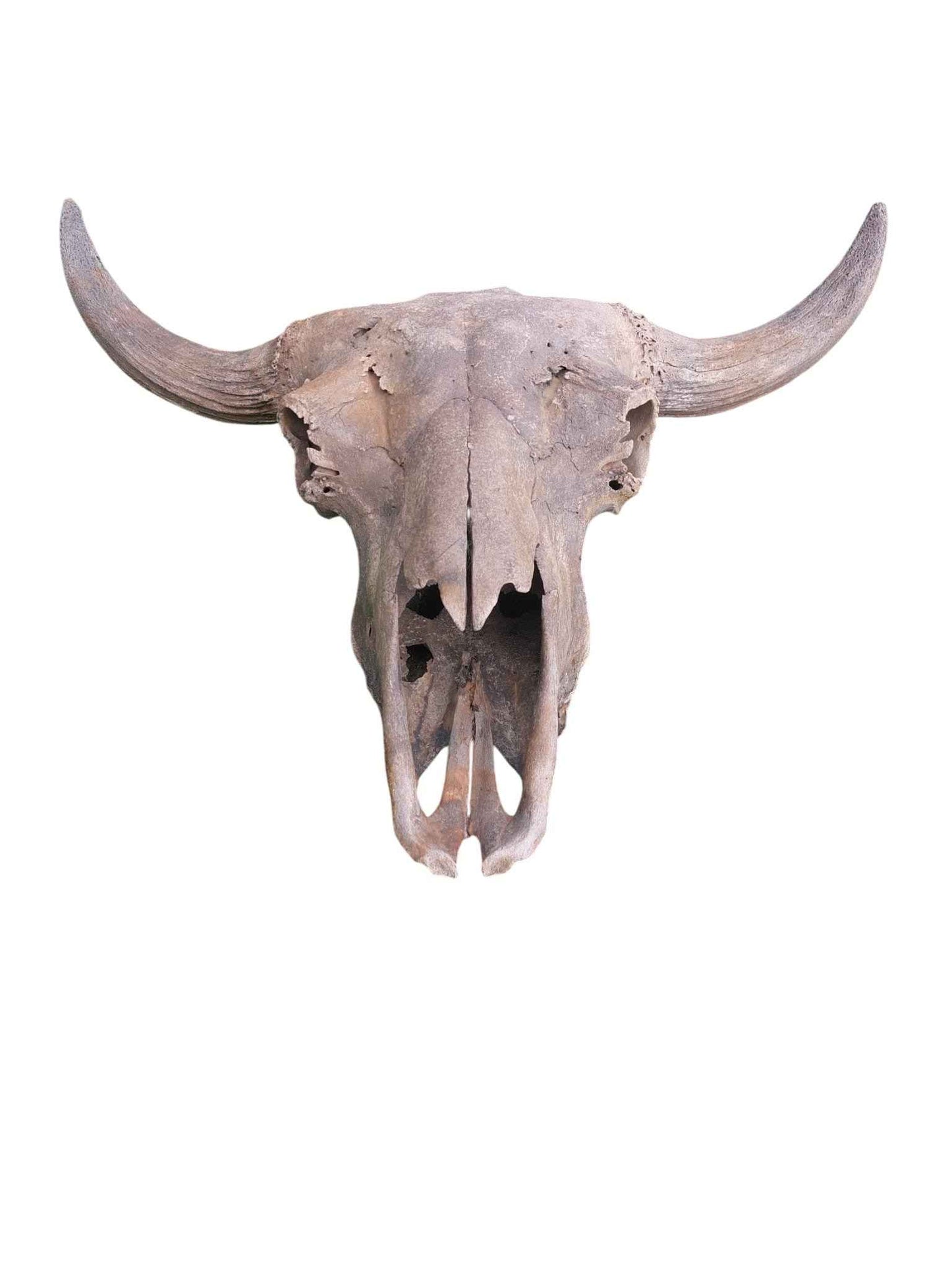 Steppe Bison Skull - authentic fossil specimen, natural history by Fossils NH