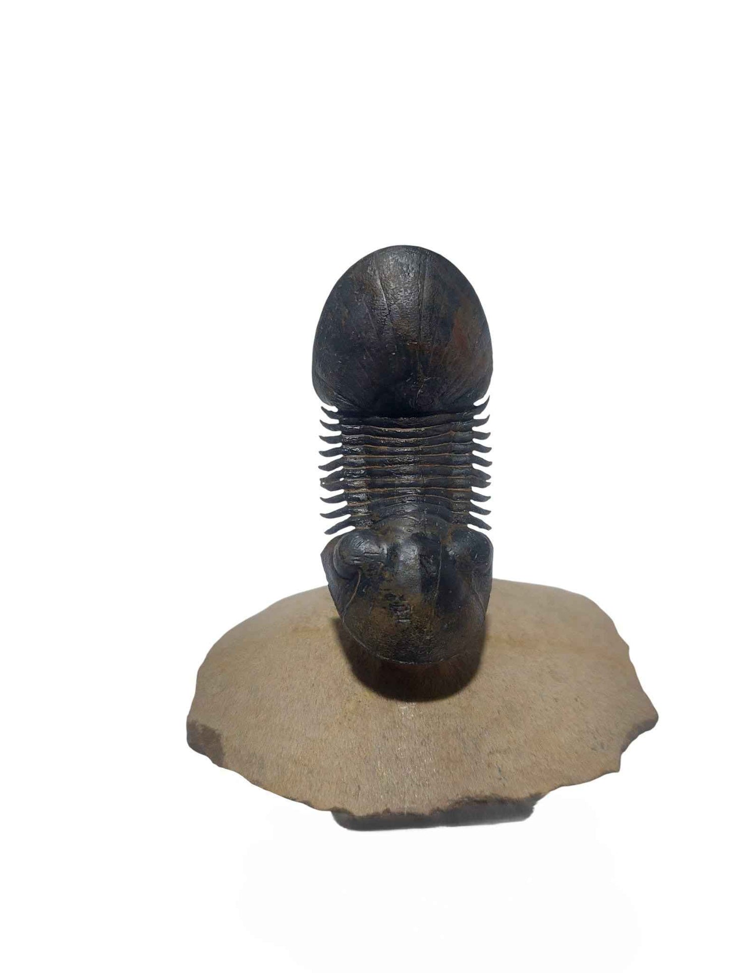 Paralejurus hamlagdadicus - Devonian trilobite - authentic fossil specimen, natural history by Fossils NH