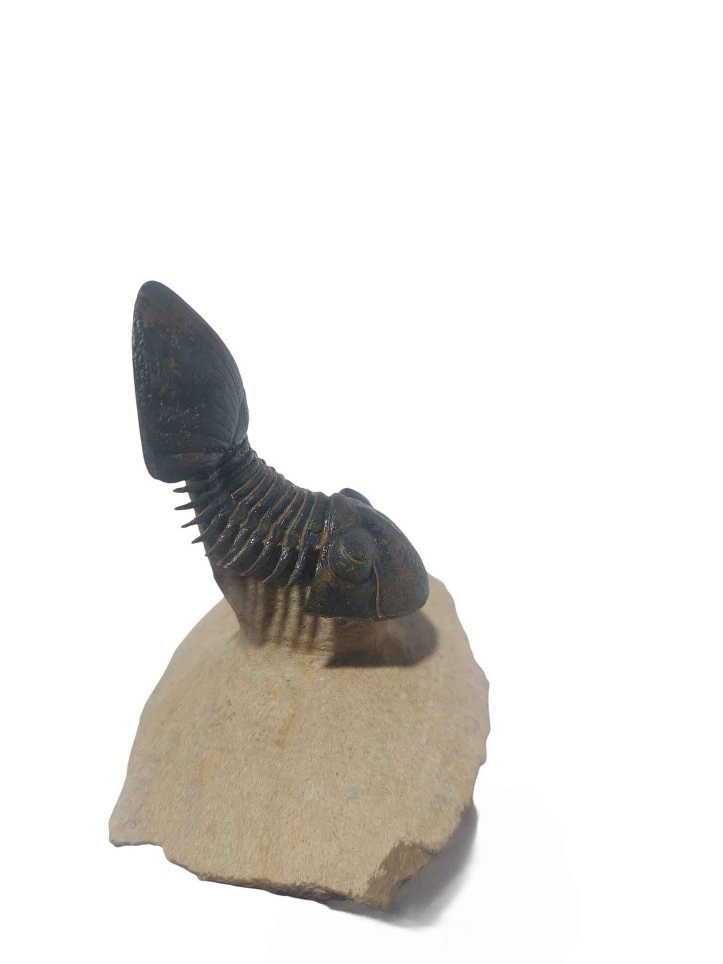 Paralejurus hamlagdadicus - Devonian trilobite - authentic fossil specimen, natural history by Fossils NH
