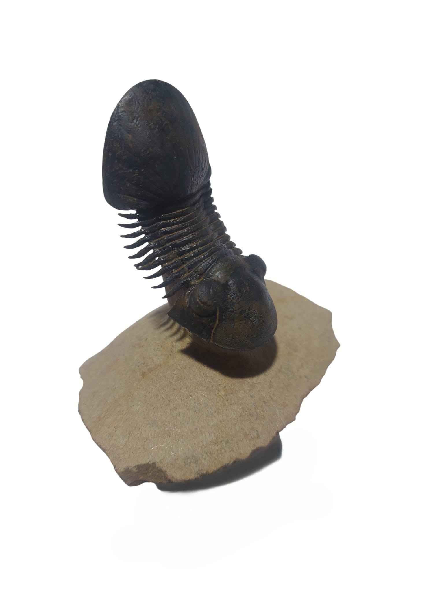 Paralejurus hamlagdadicus - Devonian trilobite - authentic fossil specimen, natural history by Fossils NH