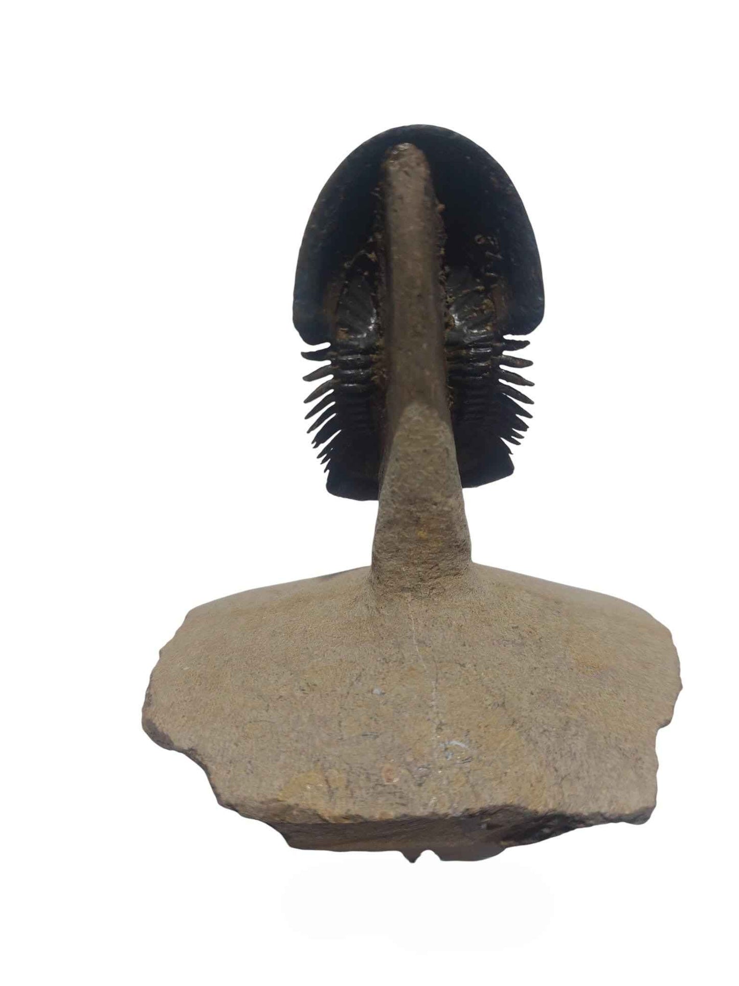 Paralejurus hamlagdadicus - Devonian trilobite - authentic fossil specimen, natural history by Fossils NH