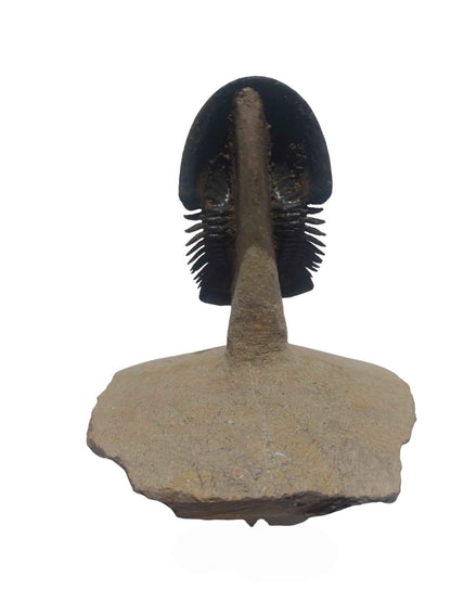 Paralejurus hamlagdadicus - Devonian trilobite - authentic fossil specimen, natural history by Fossils NH