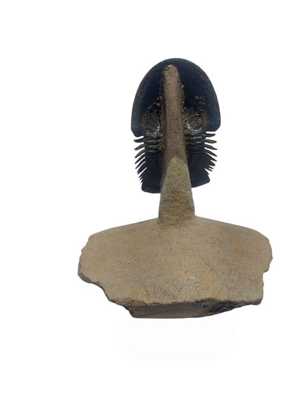 Paralejurus hamlagdadicus - Devonian trilobite - authentic fossil specimen, natural history by Fossils NH