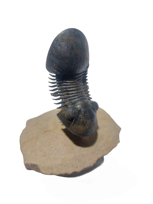 Paralejurus hamlagdadicus - Devonian trilobite - authentic fossil specimen, natural history by Fossils NH