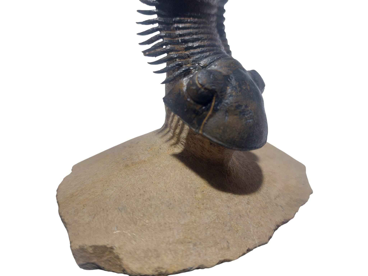 Paralejurus hamlagdadicus - Devonian trilobite - authentic fossil specimen, natural history by Fossils NH