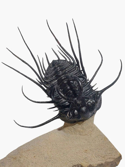 Dicranurus monstrosus – Spiny Trilobite - authentic fossil specimen, natural history by Fossils NH