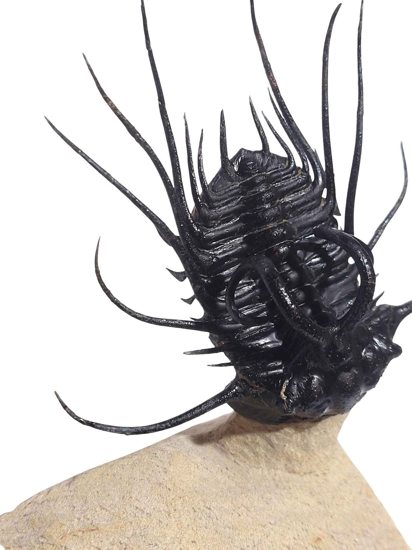 Dicranurus monstrosus – Spiny Trilobite - authentic fossil specimen, natural history by Fossils NH