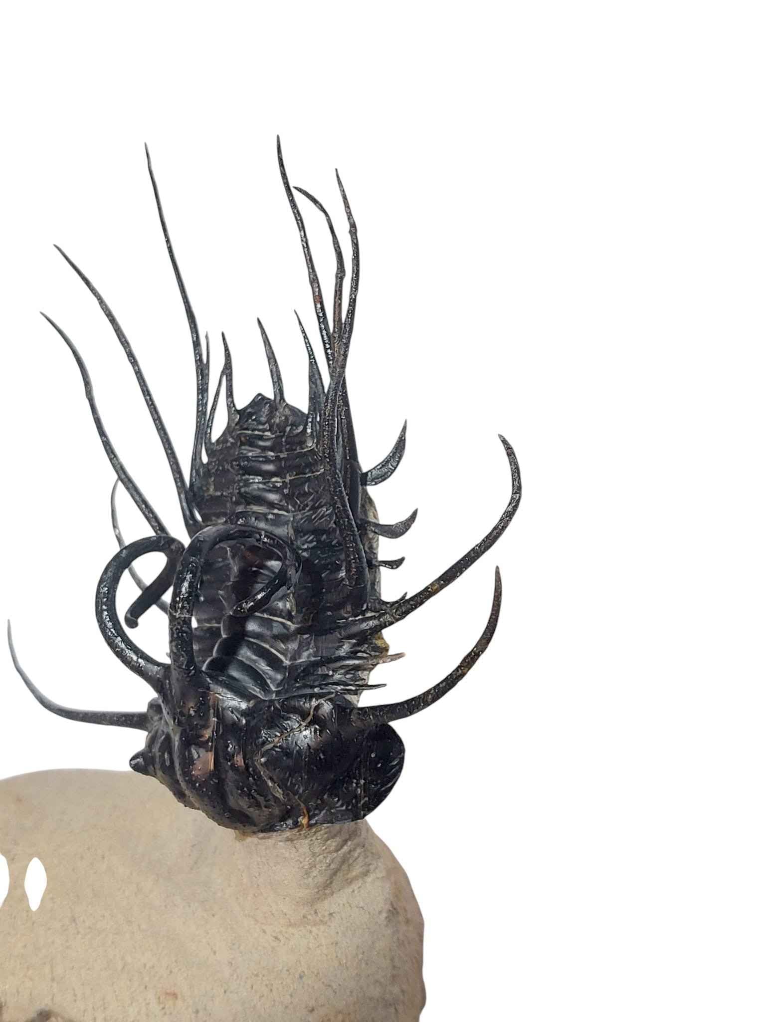 Dicranurus monstrosus – Spiny Trilobite - authentic fossil specimen, natural history by Fossils NH