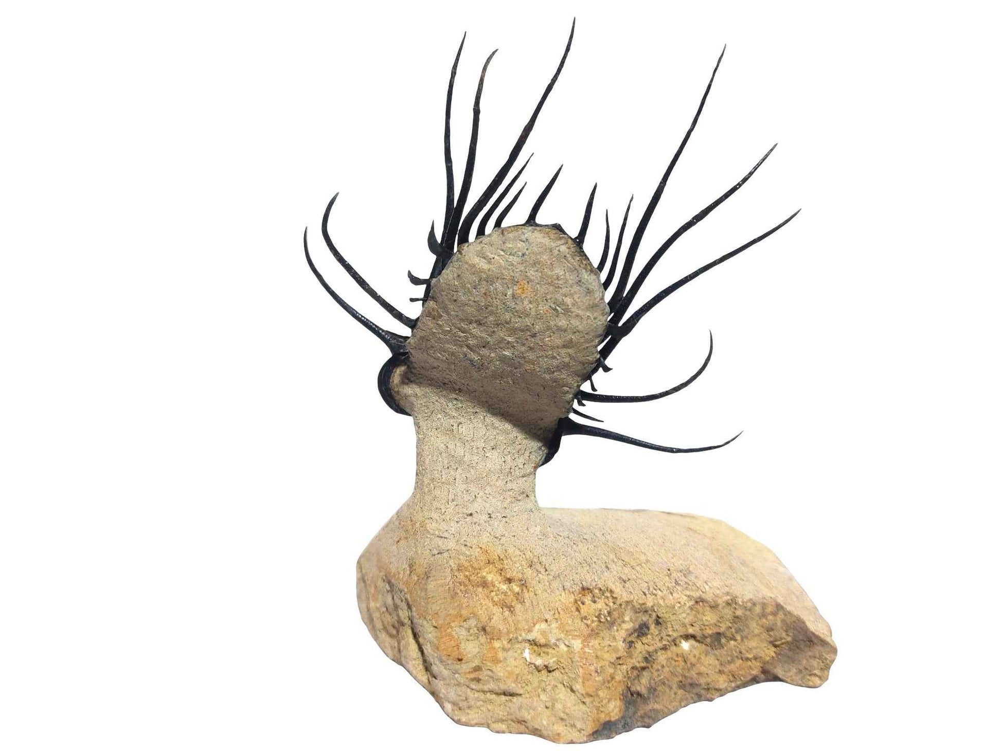 Dicranurus monstrosus – Spiny Trilobite - authentic fossil specimen, natural history by Fossils NH