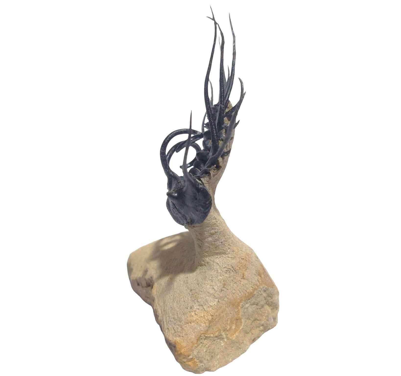 Dicranurus monstrosus – Spiny Trilobite - authentic fossil specimen, natural history by Fossils NH