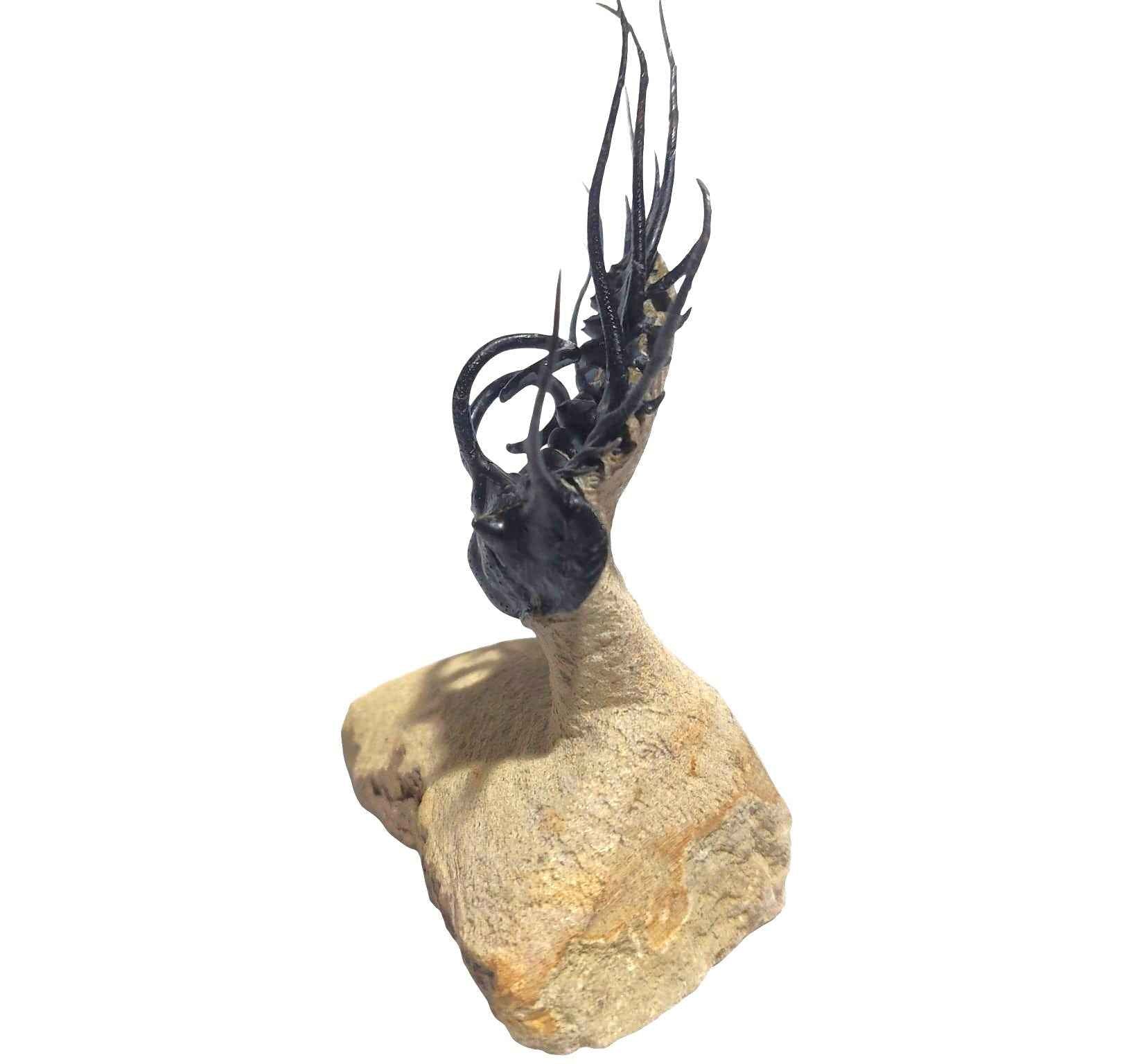 Dicranurus monstrosus – Spiny Trilobite - authentic fossil specimen, natural history by Fossils NH