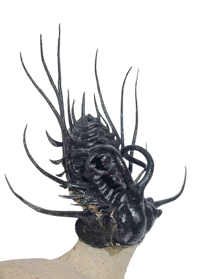 Dicranurus monstrosus – Spiny Trilobite - authentic fossil specimen, natural history by Fossils NH