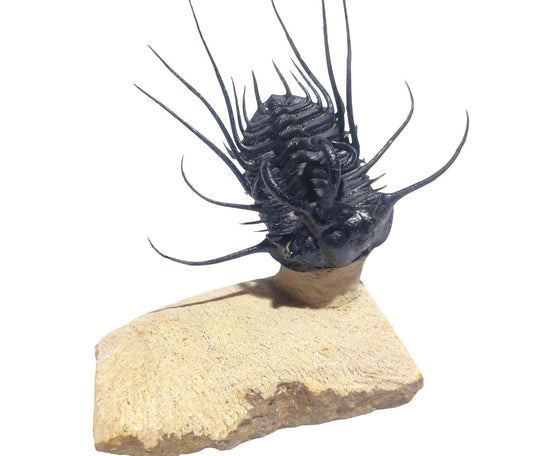 Dicranurus monstrosus – Spiny Trilobite - authentic fossil specimen, natural history by Fossils NH