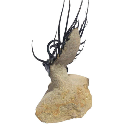 Dicranurus monstrosus – Spiny Trilobite - authentic fossil specimen, natural history by Fossils NH