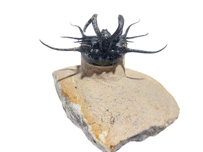 Dicranurus monstrosus – Iconic Spiny Trilobite - authentic fossil specimen, natural history by Fossils NH