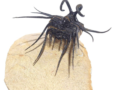 Dicranurus monstrosus – Iconic Spiny Trilobite - authentic fossil specimen, natural history by Fossils NH