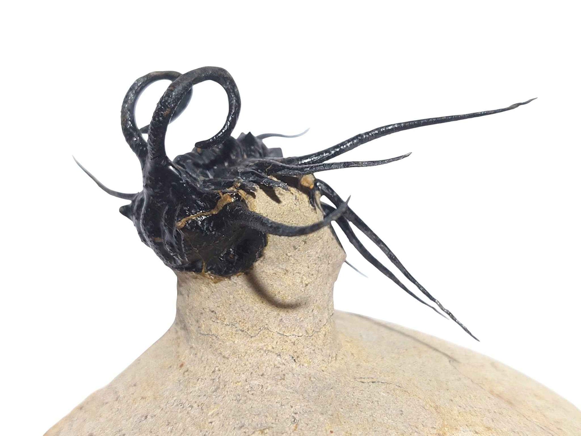 Dicranurus monstrosus – Iconic Spiny Trilobite - authentic fossil specimen, natural history by Fossils NH