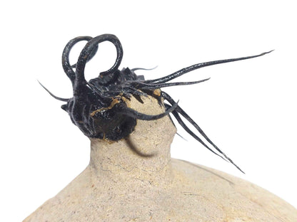 Dicranurus monstrosus – Iconic Spiny Trilobite - authentic fossil specimen, natural history by Fossils NH