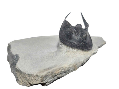 Scotoharpes perradiatus – Harpetid Trilobite - authentic fossil specimen, natural history by Fossils NH