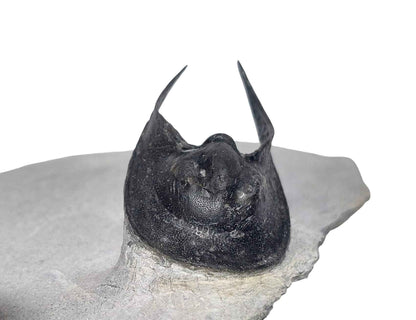 Scotoharpes perradiatus – Harpetid Trilobite - authentic fossil specimen, natural history by Fossils NH