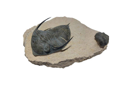 Zlichovaspis spinifera & Phacopid Trilobite - Rare Devonian Duo - authentic fossil specimen, natural history by Fossils NH