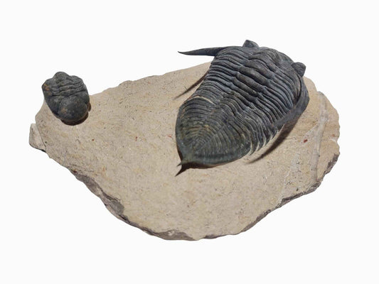 Zlichovaspis spinifera & Phacopid Trilobite - Rare Devonian Duo - authentic fossil specimen, natural history by Fossils NH